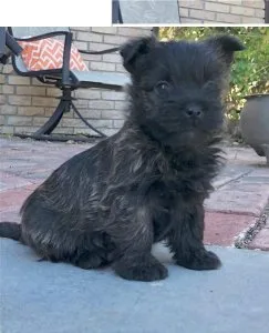 Gorgeous CKC Reg Black Scottie Puppies For Sale