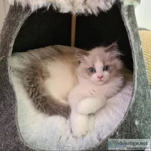 Ragdoll Kittens available for sale