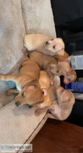 Free adorable puppies