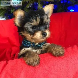 Yorkies ready for rehoming