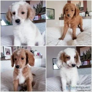 Beautiful FLAT COAT F1B Mini Goldendoodles Puppies available NOW