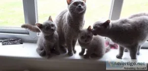 Beautiful blue British Shorthair Kittens For Sale.