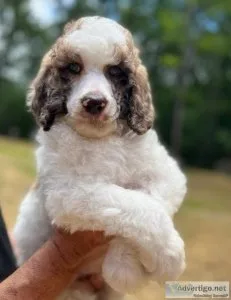 9 week AKC Standard Poodle