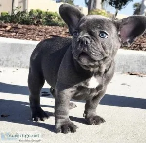 ADORABLE FRENCH BULLDOG PUPPIES