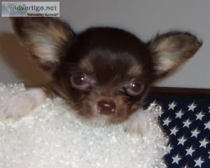 Bailey Chihuahua