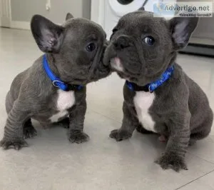 Nice French Bulldog Puppies