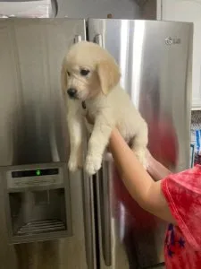 Golden Retriever Puppies