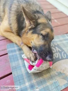 2 yo German Shepard