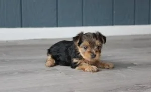 Teacup Yorkshire Terrier Puppies