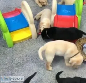 Labrador Retriever puppies for sale.