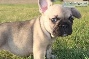 Pied French Bulldog Puppy s