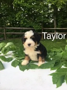 Taylor Mini bernedoodle