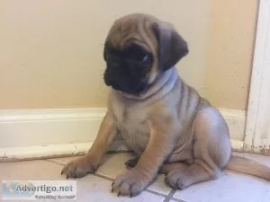 Pug Puppy