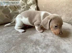 Quality litter of KC Reg Dachshund