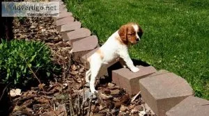 Quality French Brittany Spaniel Puppies For Sale
