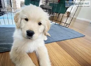Lovely Golden Retriever for Pet Lovers