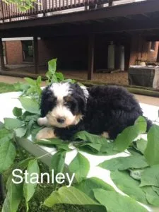 Stanley Mini Bernedoodle