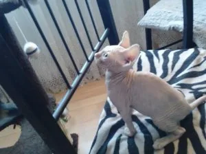 Active Fully vaccinated GCCF and TICA Reg Sphynx Kittens for sal