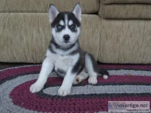 Broad Siberian Husky puppy