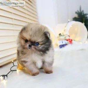 Pomeranian Puppies for you