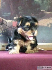 Morgan Yorkie