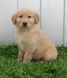 Island Golden Retriever Puppy Ready