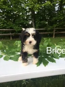 Brice Mini Bernedoodle