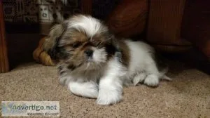 Malshi puppies (Maltese Shih tzu)