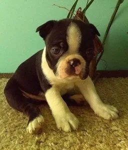 well acclimated Boston Terrier Puppy