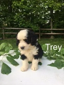 Trey Mini bernedoodle