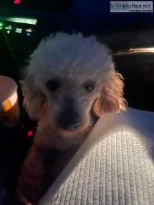 Toy Poodle