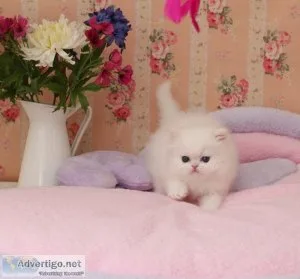 GCCF and TICA Reg Persian Kittens for sale.