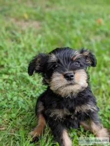 Lovely Schnoodle puppies