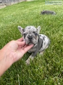 Tonka French bulldog