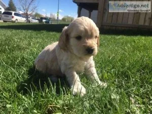 Golden retriever&rsquos Females