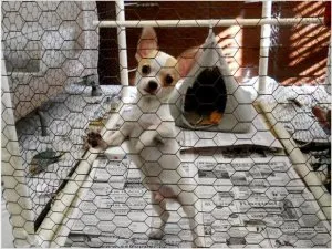 Chihuahua AKC Male
