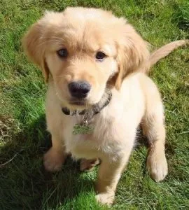Perfect Golden Retriever Puppies