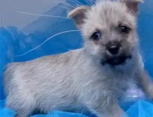 Beautiful Carin Terrier Pups