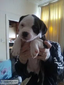 6 beautiful puppies for sale