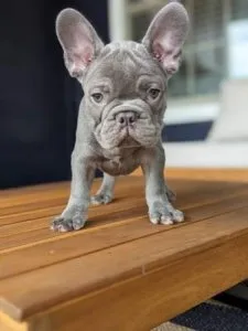 AKC Female French Bulldog Puppies