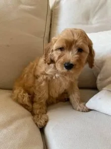 Male and Female Cavapoo Puppies