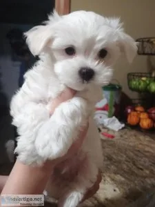 cfd Maltese Puppies Available