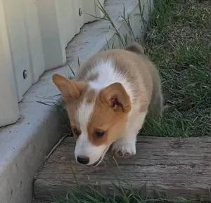 AKC Pembroke Corgi Puppies available