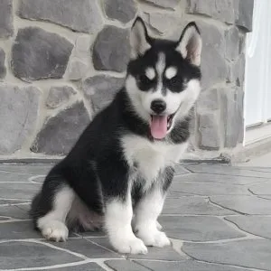 Gorgeous Blue Eyes Siberian Husky Puppies.
