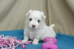 ciuc Maltese Puppies Available