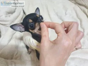 Tea cup chihuahua (Houston)