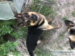 German Shepherd Puppies