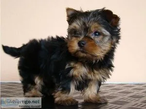 Tiny Tea-cup Yorkshire Terriers