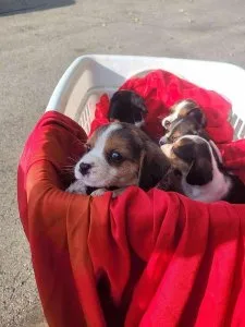 Beagle Pups