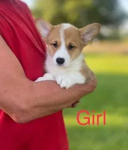 Lukcy Male and Female Pembroke Welsh Corgi Puppies Ready